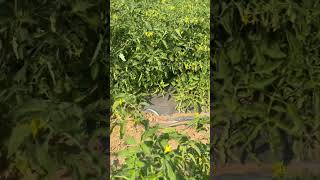 6242 tomato ki shandar kheti