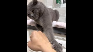 这波是我大意了，没有闪！#榴莲的卑微铲屎官 #我和我的猫 #满级猫咪