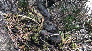 Yamadori Shohin Heather Calluna vulgaris