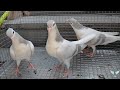 sherazi breeding pigeons hyderabadi neely satinite for sale 🤑