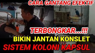 TERBONGKAR.!! BIKIN JANTAN KONSLET SISTEM KOLONI KAPSUL cara gantang BAHAN JANTAN dan betina bedanya