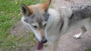 Lobo, Rocky, Soraiya ja Vieno video