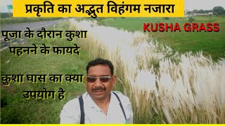 कुश घास का उपयोग किस लिए किया जाता है what is kusha grass used for