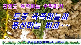 한지형육쪽마늘과 홍산마늘수확하기