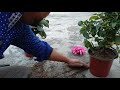 potting mix dahlia with ree poting dalhlia plants