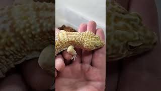 3 ways to pick up your Leopard Gecko 🤏