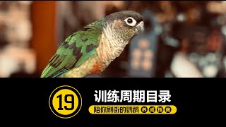 不知道从何开始看这里 [#19-训练周期目录 ]【手养鹦鹉】对号入座~