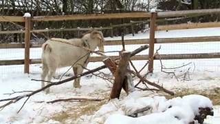 goatlog: In the snowshine (2012-12-10)