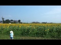 2013年夏羽島市ひまわり畑