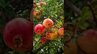 কিভাবে ফলছে এত ফোলন সুপার ভাগুয়া ডালিম #fruitplant #Pomegranate #shorts