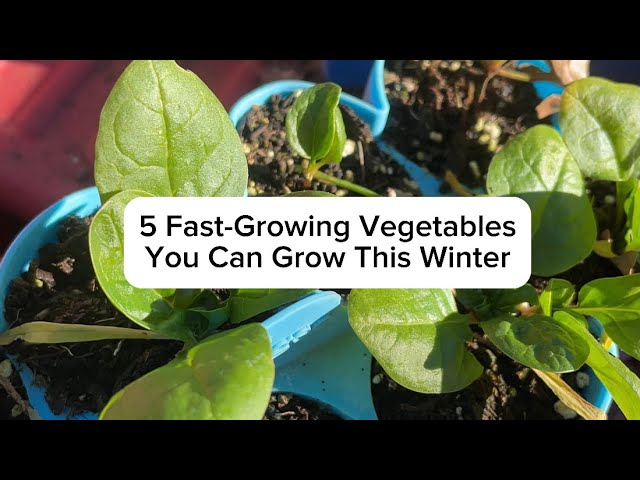 Fast Growing Vegetables From Seed Quick Growing Vegetables