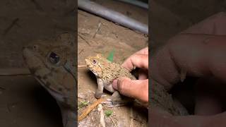 Funny frogs Catching - Wep wep catching frogs funny - boing catch frogs make you laugh #shorts