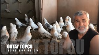 Şebap Güvercin Sohbeti Oktay Topçu (Sarıyerli)