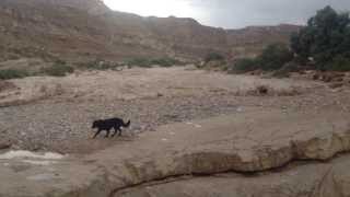 Flash Floods - Zin River שיטפון נחל צין - גל ראשון, 2014