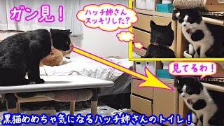 ＜2匹の猫通信＞ハッチとマックの「ほっこりライブ」黒猫めめちゃん気になるハッチのトイレ！ガン見！2019 07 25　- Cat Live Stream in Japan - Cat Life TV