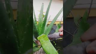 Aloe vera leaves//കറ്റാർ വാഴ ഇത് പോലെ കട്ട് ചെയ്യുന്നത് കണ്ടിട്ടുണ്ടോ 😳😳🧐🤩🤩👌👌👌shorts#trending#virel