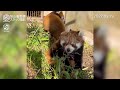 【旭山動物園】くっついてモコモコ♪お外の練習🦝🦝双子の仔レッサーパンダ 9 27〜29 asahiyama zoo twin baby red panda cubs