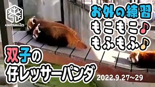 【旭山動物園】くっついてモコモコ♪お外の練習🦝🦝双子の仔レッサーパンダ(9/27〜29) [Asahiyama zoo] Twin Baby Red Panda Cubs