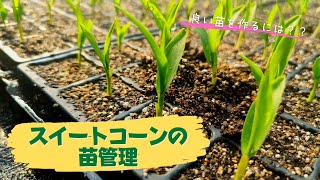 【農家必見】スイートコーンの苗管理