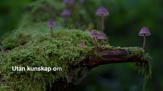 DNA-baserad övervakning av biodiversitet i svensk skogsmark