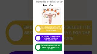 Blastocyst Transfer