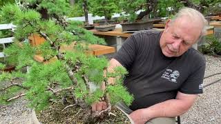 How to Pinch New Growth on Larch Bonsai