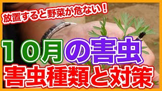 Types of pests that occur in October vegetables and countermeasures taught by Japanese farmers.