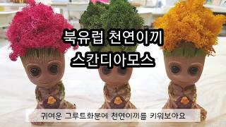 [취미생활] 스칸디아모스 공예 #diy