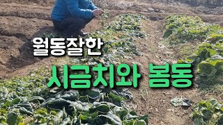 시골사는 이야기/눈 맞으면서 월동 잘한 텃밭 채소/봄동/시금치/배추/#나비골함언니 #귀촌일상