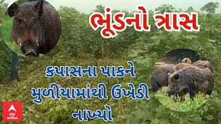 Amreli: અમરેલીના સાવરકુંડલા તાલુકાના આ ગામમાં વન્ય પ્રાણીએ ખેડૂતોના ઉભા પાકને જમીન દોસ્ત કરી નાખ્યો