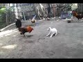 fighting cock vs cat