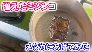 【めだか】メダカにミジンコあげてみた。Ｂ型おやじ