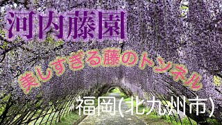 アメリカCNNで「日本の最も美しい場所31選」に選出され世界中から注目されている河内藤園　目を奪われる幻想的な美しさ‼︎