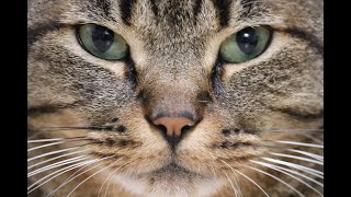 【 猫動画】2022年2月22日 100年に1度『 2 』が 6つ並ぶ 特別な猫の日 ( スーパー猫の日 )