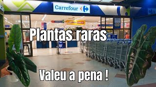 ACHADINHOS NO MERCADO CARREFOUR PLANTAS E MUITO MAIS| VEM COMIGO