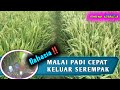 TIPS ‼️AGAR MALAI PADI KELUAR SEREMPAK