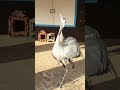 most beautiful crane birds pair crane birds voice