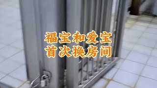 爱宝怀孕，福宝和妈妈首次换房间#福宝 #萌宠出道计划 #爱宝