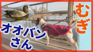 【わんこ】手賀沼でオオバンの秘密を知ってしまったジャックラッセルテリアのむぎの巻【犬動画】