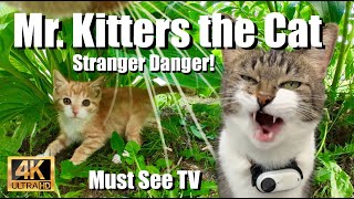 Mr. Kitters the Cat 📣🐈 Must See TV presents Stranger Danger 📺🍿