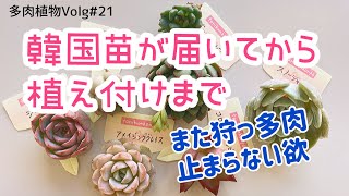 【多肉植物blog#21】韓国苗が届いてから植え付けまで🌱