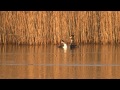 vroege vogels baltsende futen