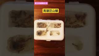 美美的高雄巨山蟻丨（#camponotus irritans）#shorts