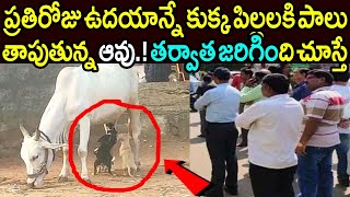 ప్రతిరోజు ఉదయాన్నే కుక్కపిల్లకి 5 లీటర్ల పాలు తాపుతున్న ఆవు.! ఎందుకో కారణం తెలిస్తే షాక్ అవుతారు