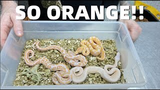 Really Orange Ball Pythons! Clutch Update #66