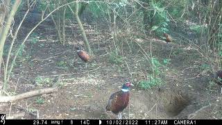 Pheasants - 4 cocks. 2nd Oct 2022.