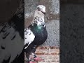 best pigeon video🕊 pigeon whatsaap status short pigeon