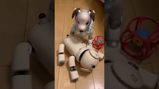 【すごい！】バッテリー切れのaiboを再び目覚めさせる新型アイボ  #ペットロボット #aibo #リュウくんのしっぽ