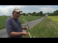 growing canola