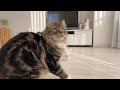 here are the reactions of cats who saw soap bubbles for the first time...